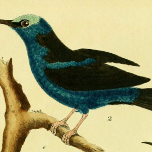 Red Legged Honeycreeper