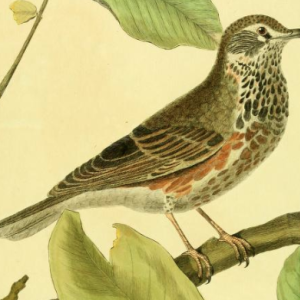 Redwing