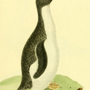 Rockhopper Penguin