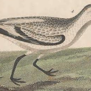 Sanderling