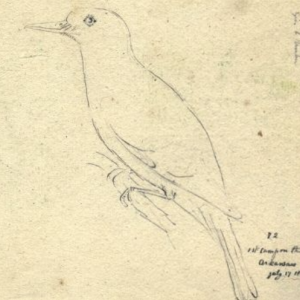 Say's Phoebe