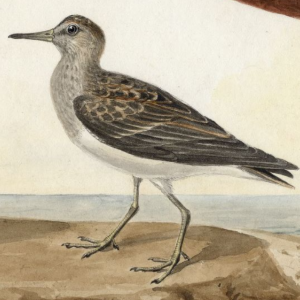 Short-billed Dowitcher 