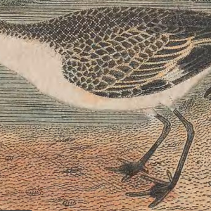 Semipalmated Sandpipe