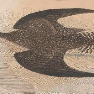 Solitary Sandpiper