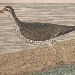 Spotted Sandpiper