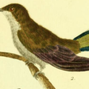 Sabrewing