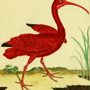 Scarlet Ibis