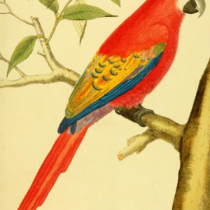 Scarlet Macaw