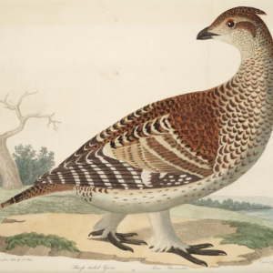 Sharp Tailed Grouse