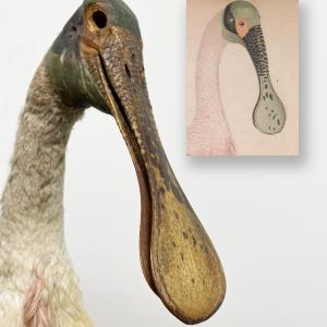 Spoonbill Specimen