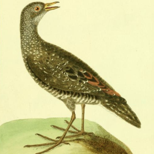 Spotted Crake
