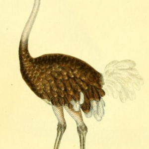 Struthio
