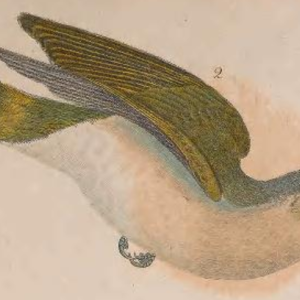 Tennessee Warbler