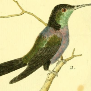 Thalurania