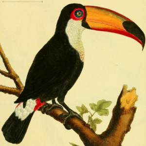 Toco Toucan