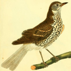 Turdus Philomelos