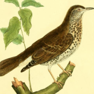 Turdus Pilaris