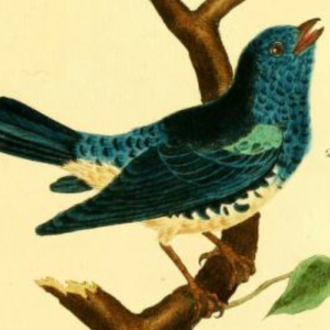Turquoise Tanager