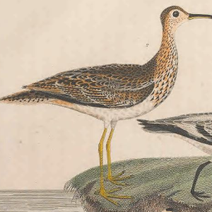Upland Sandpiper 