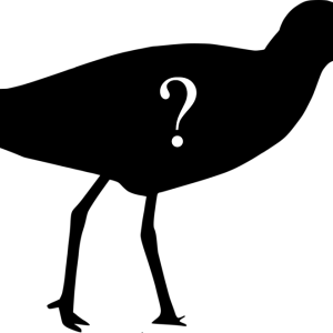Silhouette of Sandpiper, with question mark