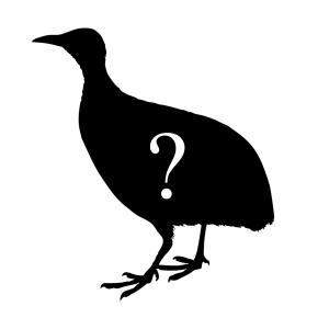 Unidentified Tinamou