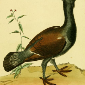 Urogallus