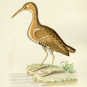 Virginia Rail