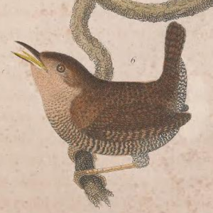 Winter Wren