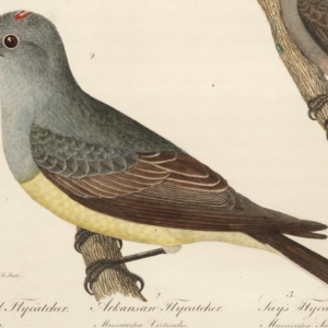 Western Kingbird