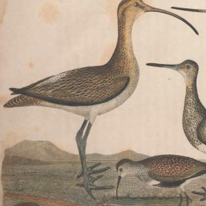 Whimbrel