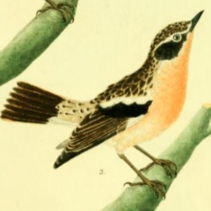 Whinchat