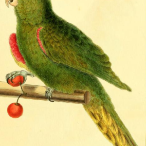 White Eyed Parakeet
