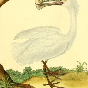 White Spoonbill