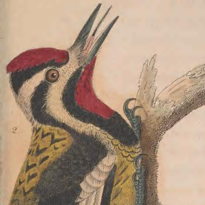 Yellow-bellied Sapsucker
