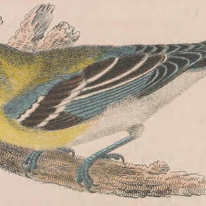 Yellow-throated Vireo