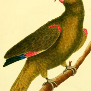 Yellow Crowned Amazon