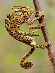 chameleon