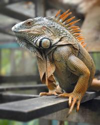 iguana