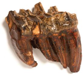 mastodon tooth