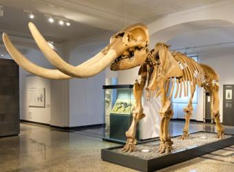 image of mastodon skeleton