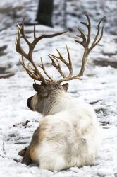 reindeer