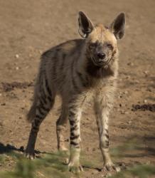 hyena