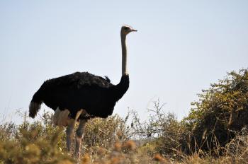 ostrich