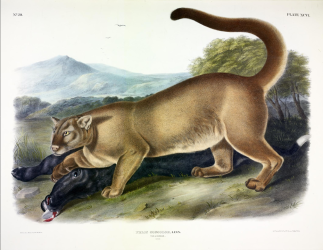 Audubon cougar