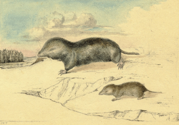 two shrews