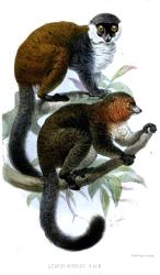 picture of a mongoose lemur