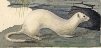 ermine