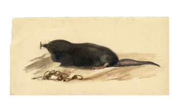 shrew