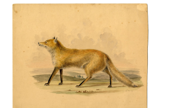 fox