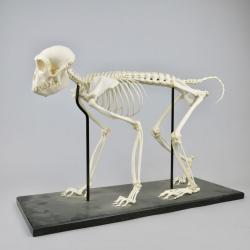 skeleton